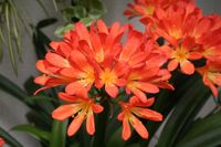 CLIVIA