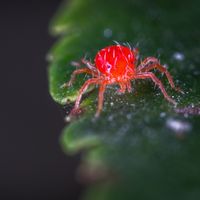 ARAÑA ROJA